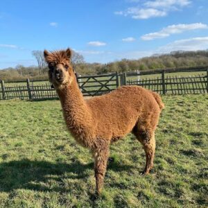 Solid Light Brown - Huacaya, Zuchthündin, 4 Jahre alt