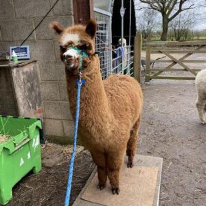 Kräftiger 2-jähriger rosagrauer Rüde, Wallach