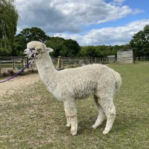 3 Jahre alter Alpaka-Rüde – weißer Deckrüde