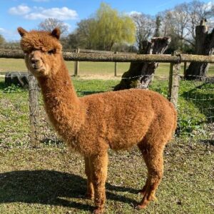 Dunkelbrauner 2-jähriger Alpaka-Rüde, Zuchthengst