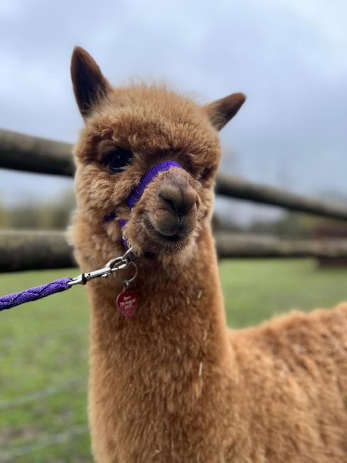 Mini Alpaka Kaufen