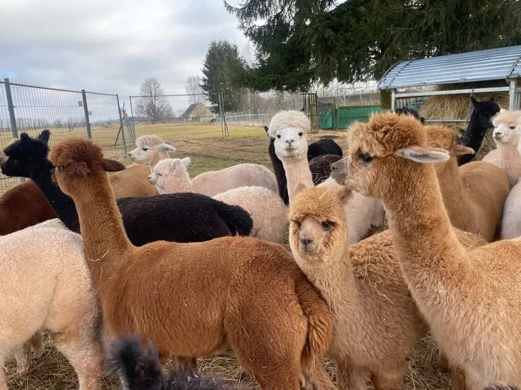 Alpakas Kaufen Deutschland