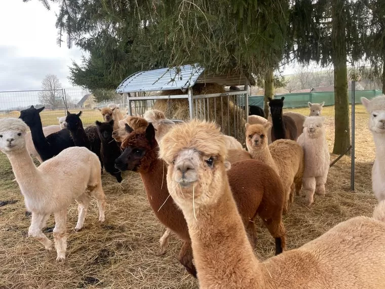 Junge Alpaka-Männchen und -Weibchen verfügbar – Bild 2