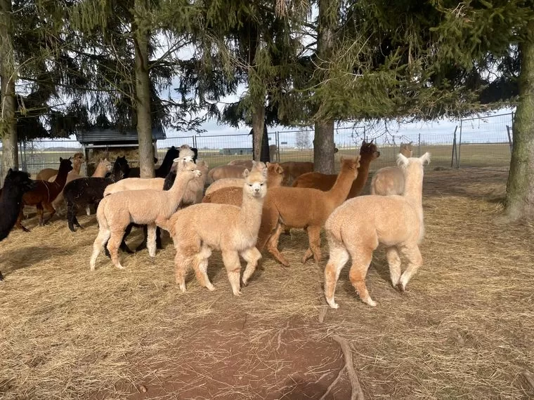 Junge Alpaka-Männchen und -Weibchen verfügbar – Bild 3