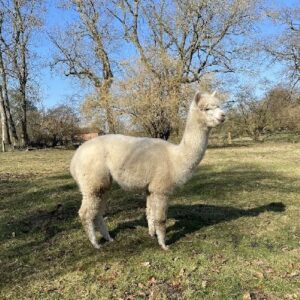 Hübsches 2-jähriges weißes Alpaka Weibchen