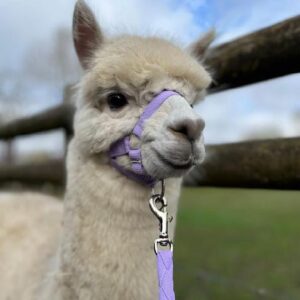 Weiße Alpaka-Hündin, 2 Jahre alt