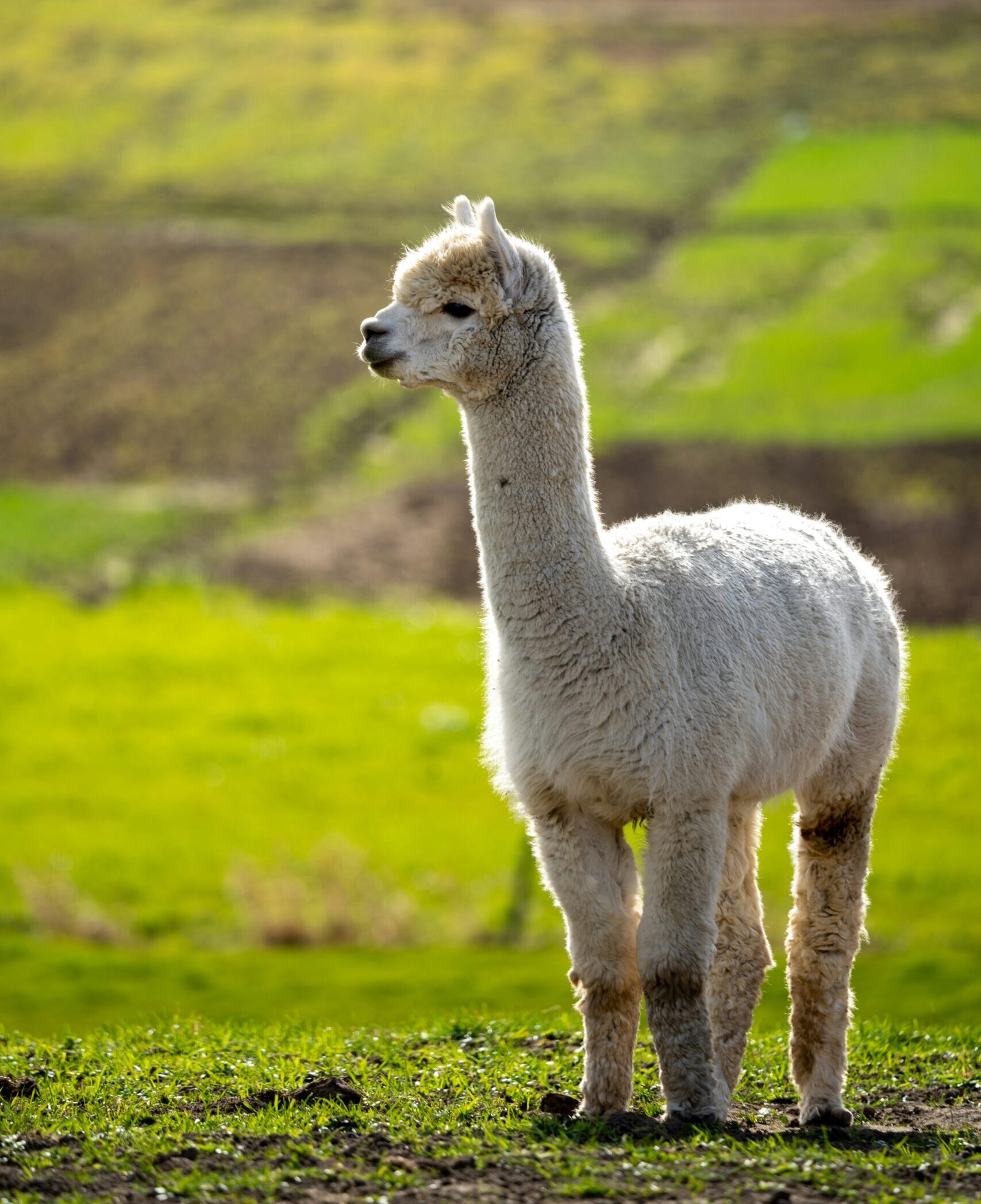 Alpakas Kaufen Deutschland